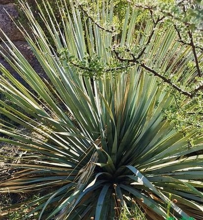 Proponen Ruta del Sotol