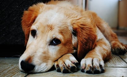 Policía se lanza a un pozo de tres metros para salvar a un perro que se ahogaba en España