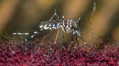 La FDA aprueba la primera vacuna contra el virus chikungunya