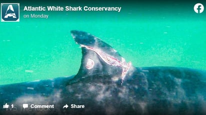 La asombrosa capacidad de los tiburones para sanar de heridas podría ayudar a los humanos