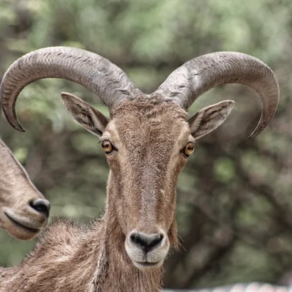 Especies invasoras ponen en riesgo hábitats de venados