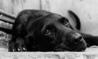 Estas son las 3 señales de que tu perro puede estar triste