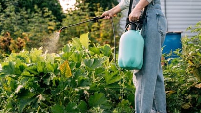 Pesticidas habituales en los alimentos reducen recuento de espermatozoides