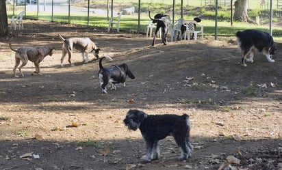 Perros padecen una enfermedad respiratoria inusual en varios estados de EU