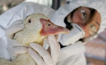 Brote de casos por virus H5N1 genera alerta en Países Bajos