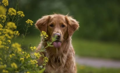 La diabetes también puede afectar a perros y gatos; así puedes identificar esta enfermedad en mascotas