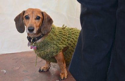 Exhortan a proteger a las mascotas del invierno 