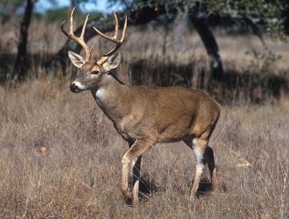 Destacan la seguridad para que acudan cazadores a la temporada del venado cola blanca