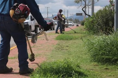 Departamentos operativos se unen para combatir la maleza en la ciudad