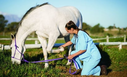 Alertan por virus en caballos que también puede afectar a humanos