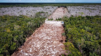 Ocultan destino de maderas taladas por el Tren Maya