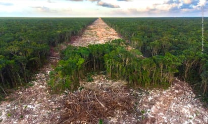 Revisará INAI opacidad en el Tren Maya