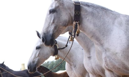 Argentina declara emergencia sanitaria por brote de encefalomielitis equina