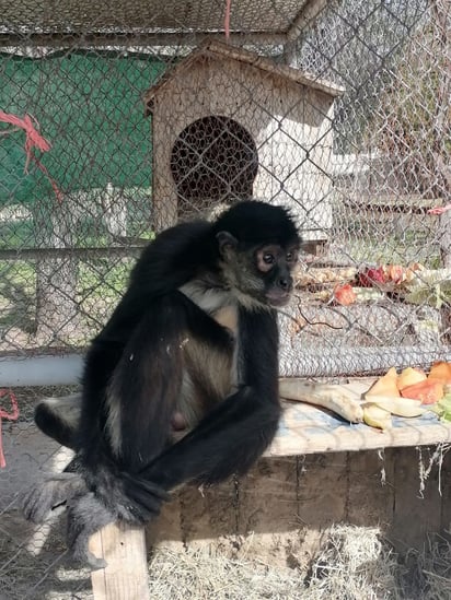 Mono araña nuevo en el zoológico gusta de... ¡café y tacos!