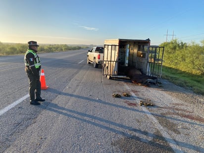 Hombre choca contra caballo en la carretera federal 2