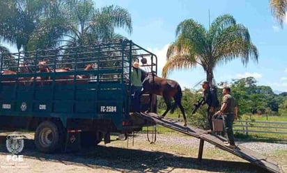 Encefalomielitis equina llega a Uruguay; piden a la población evitar agua estancada