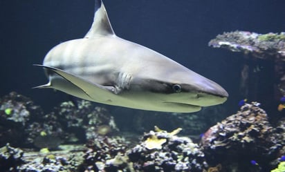 Por ataques de tiburón, Jalisco cierra playa de Melaque