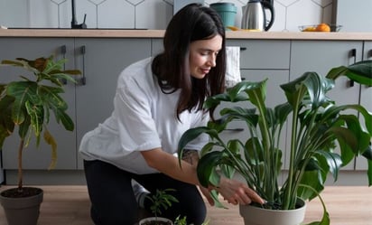 Conoce las plantas tóxicas que debes evitar tener en casa