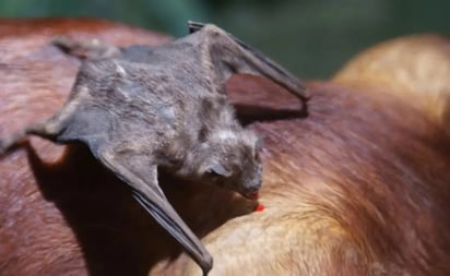 Advierten que murciélagos vampiro podrían emigrar a Estados Unidos por el cambio climático