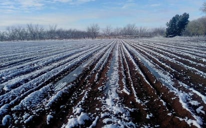 La fértil resiliencia de Coahuila ante la sequía de invierno