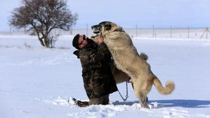 Un nuevo fármaco podría prolongar la vida útil de las razas de perros gigantes