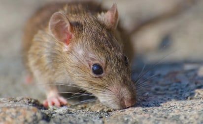 Como limpiar y desinfectar la casa si hubo plaga de ratones