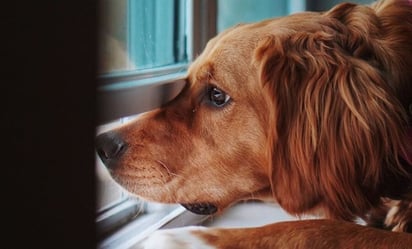 Estas son las señales que los perros brindan a sus amos cuando están en calma