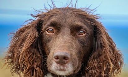 Descubre la razón por la que los perros se arrancan el pelo