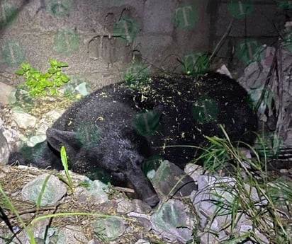 Capturan y rescatan a Oso intrépido en la colonia Hipódromo de Monclova