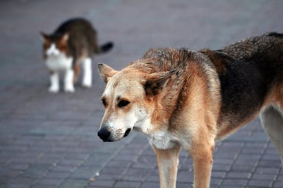 En Coahuila, protegemos a los animales