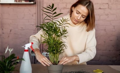 Este es el ritual con ruda perfecto para limpiar la energía de tu hogar