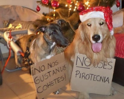 Llaman a proteger a las mascotas de la pirotecnia