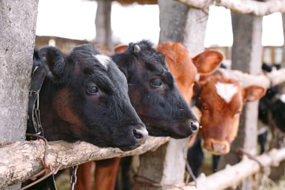 Carne robada se estaría comercializando sin debida sanidad