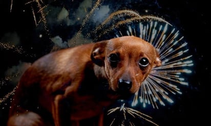 Se pierden mascotas en las fiestas decembrinas