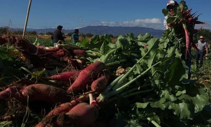 ¿Qué es la 'Noche de los Rábanos' en Oaxaca y cómo surgió la tradición?