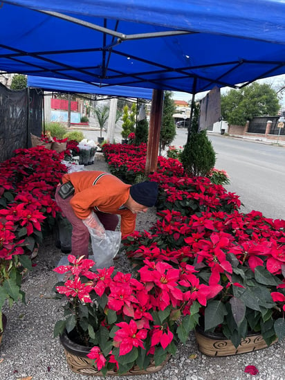  Nochebuenas a la venta en la ciudad de Monclova