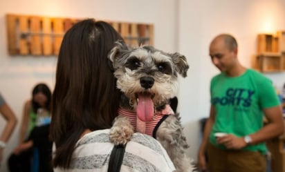 Analizan reforma para deducir gastos médicos para mascotas