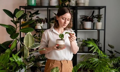 Descubre cómo mantener 'felices' a las plantas durante todo el año