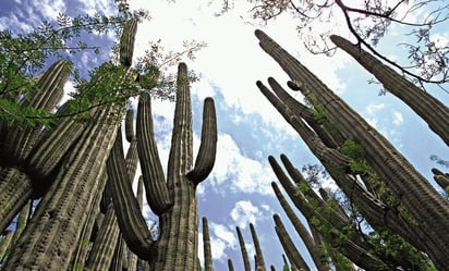 Semarnat emite 20 decretos para declarar 2.3 millones de hectáreas como área natural protegida