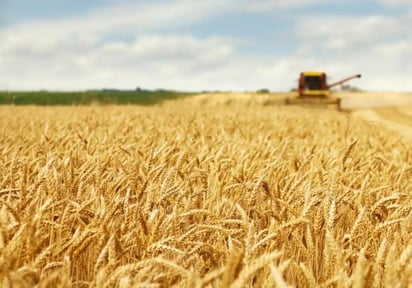 La salvia roja, una nueva esperanza para tratar la celiaquía