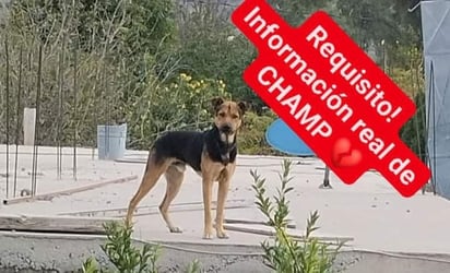 'Champ' se perdió en la región de Laguna; los dueños ofrecen una lavadora como recompensa para quien lo devuelva