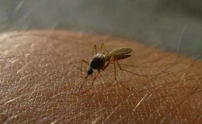 Avances prometedores: virus del Zika muestra eficacia en el tratamiento del neuroblastoma