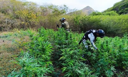 GN y Ejército destruyen 21 mil 900 plantas de marihuana en Michoacán