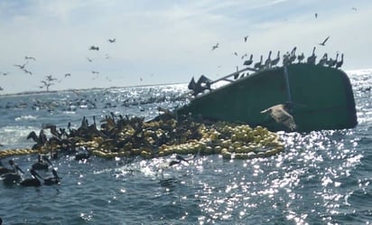 Buscan a marinero que se hundió junto con barco atunero en Culiacán, Sinaloa