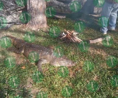 Cocodrilo de zoológico recibe 'calorcito' con fogata