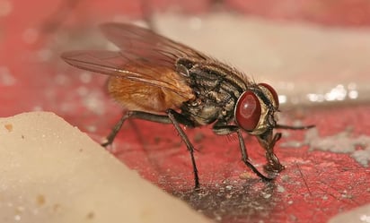 ¿Debes o no debes seguir comiendo tu comida luego de que una mosca se pare en ella?