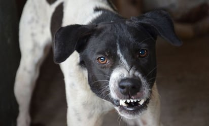 Descubre las cosas que odian los perros de los humanos, según profesionales