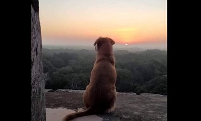 Se vuelve viral imagen de “Osita”, perrita guardiana de Chichén Itzá