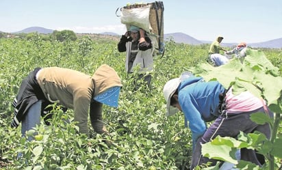 Hospitalizan a hijos de jornaleros en Sinaloa