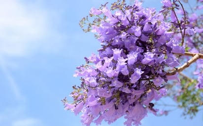 Primavera anticipada: Por qué las jacarandas de la Ciudad de México están floreciendo en invierno